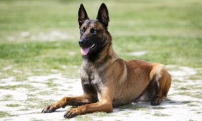 Belgian Malinois