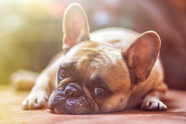 how to breed french bulldogs